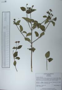 Lantana camara image