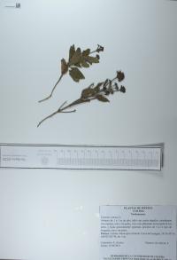 Lantana camara image
