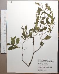 Cordia inermis image