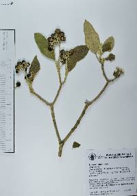 Solanum erianthum image