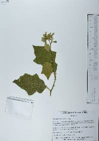 Solanum ferrugineum image