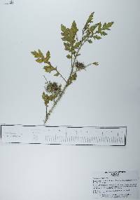 Solanum grayi image