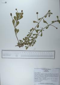 Phyla nodiflora image