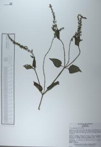 Priva lappulacea image