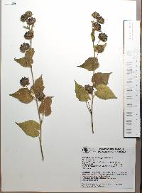 Heliotropium angiospermum image