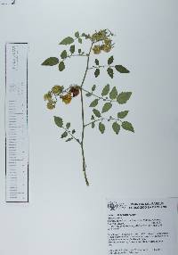 Solanum lycopersicum image