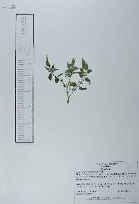 Solanum lycopersicum image
