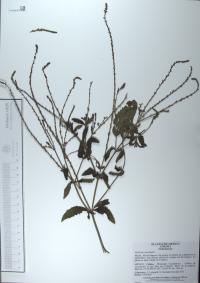 Verbena carolina image