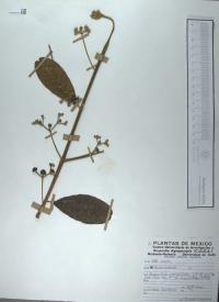 Media resource of Causonis mollis