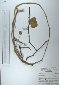 Cissus verticillata image