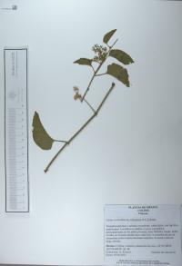 Cissus verticillata image