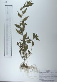 Hybanthus attenuatus image
