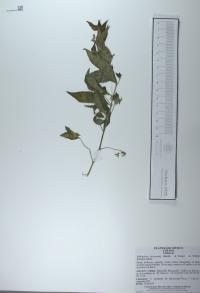 Hybanthus attenuatus image