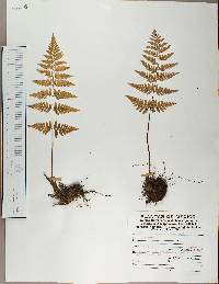 Lygodium flexuosum image