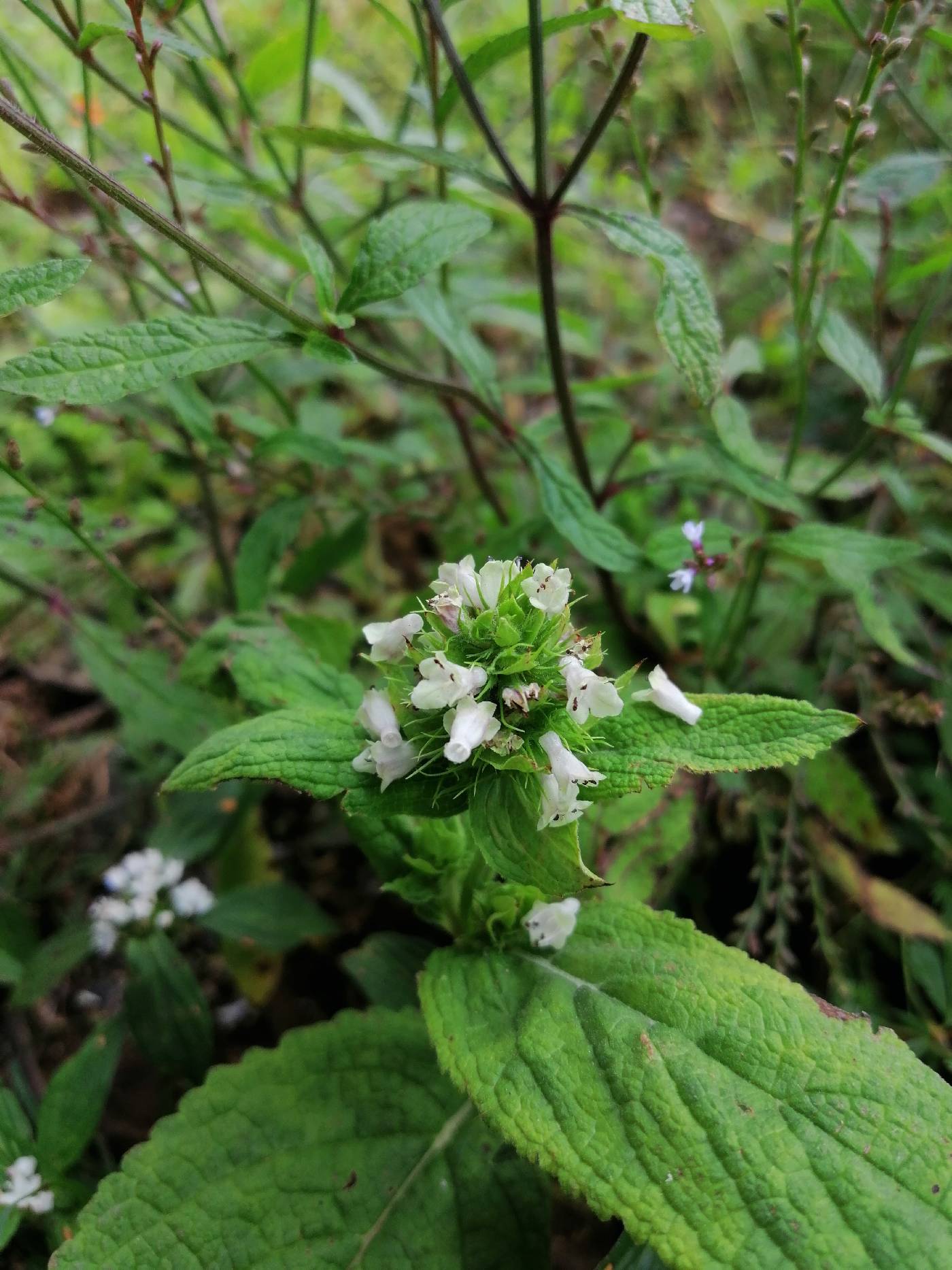 Lepechinia caulescens image