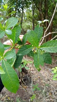 Rauvolfia tetraphylla image