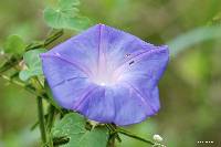 Ipomoea nil image