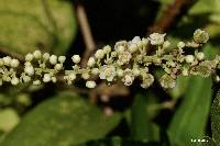 Paullinia tomentosa image