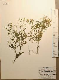 Parthenium hysterophorus image