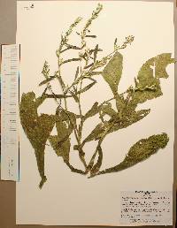 Elephantopus spicatus image