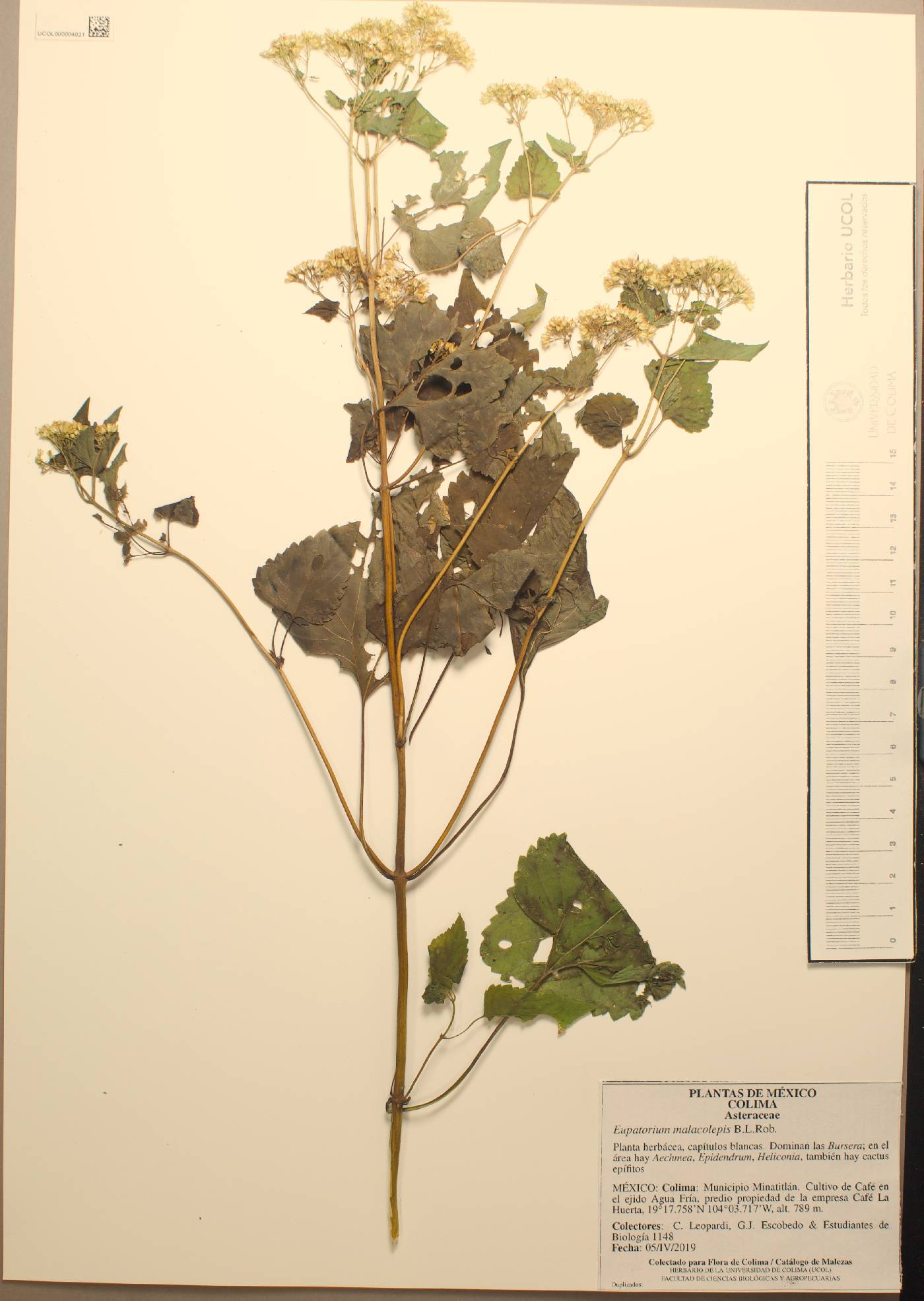 Ageratina malacolepis image