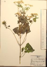 Ageratina malacolepis image