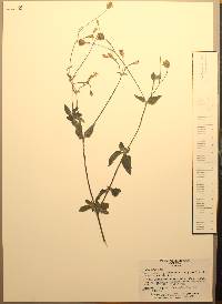 Tridax dubia image