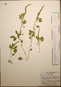 Amaranthus palmeri image