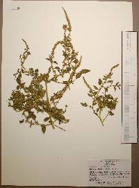 Amaranthus palmeri image