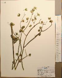 Sonchus oleraceus image