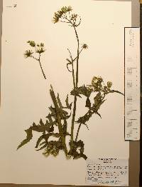 Sonchus oleraceus image