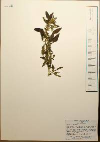 Amaranthus spinosus image