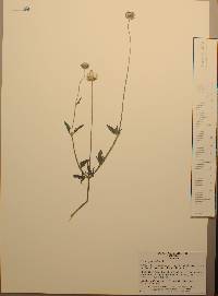 Tridax procumbens image