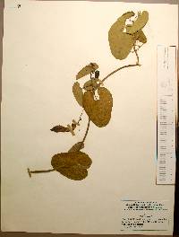 Aristolochia taliscana image