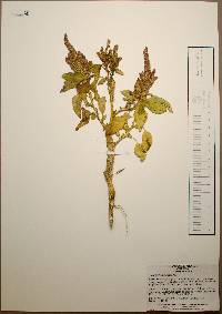 Amaranthus hybridus image