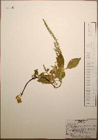 Amaranthus hybridus image