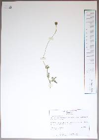 Tridax procumbens image