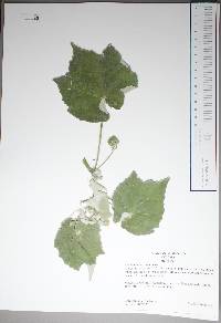 Abutilon trisulcatum image