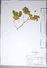 Paullinia tomentosa image