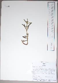 Sesuvium portulacastrum image