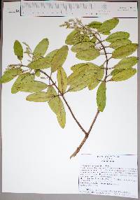 Laguncularia racemosa image