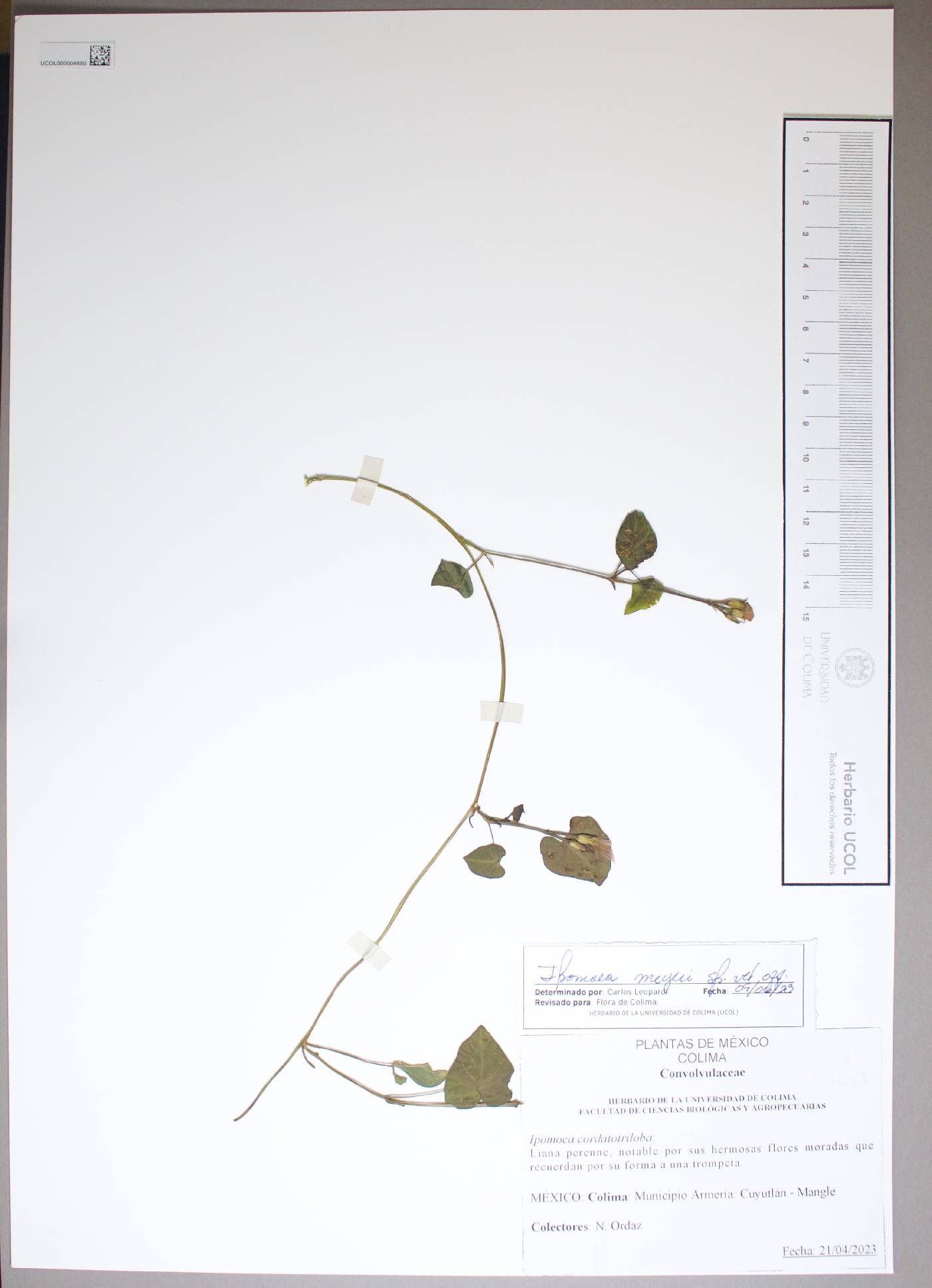 Ipomoea meyeri image