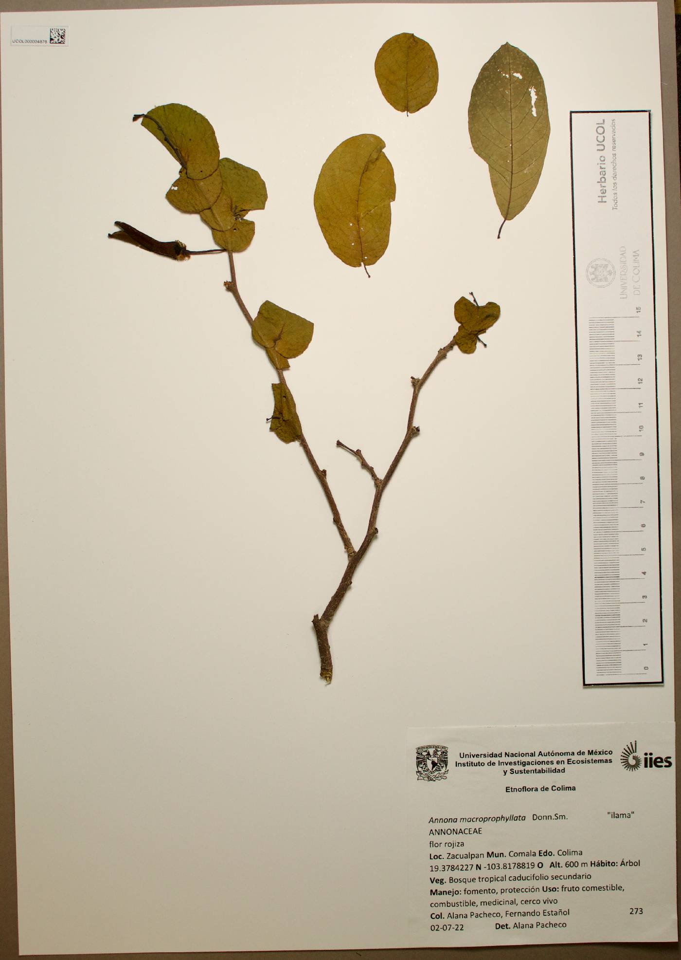 Annona macroprophyllata image