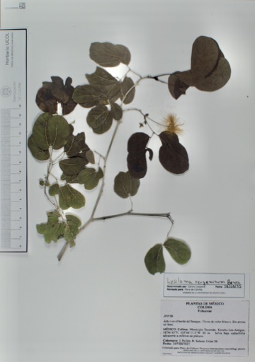 Lysiloma tergemina image