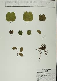 Bauhinia pauletia image