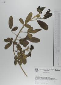 Vitex mollis image