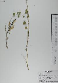 Mimosa rosei image