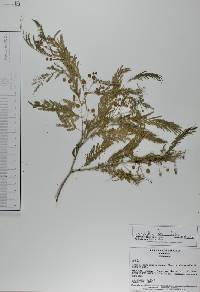 Acacia pennatula image