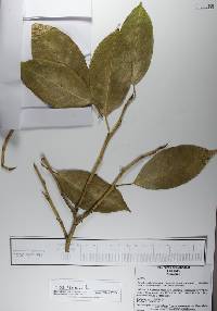 Ficus pertusa image