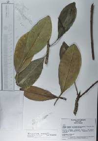 Rhizophora mangle image